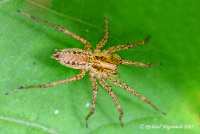 Funnel-Web Spider- Agelenopsis sp m5