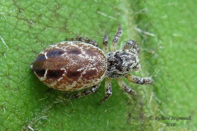 Jumping spider - Eris militaris 3m10