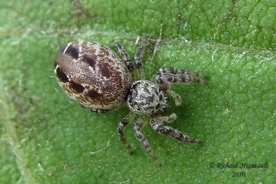 Jumping spider - Eris militaris 4m10