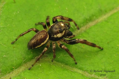 Jumping Spiders