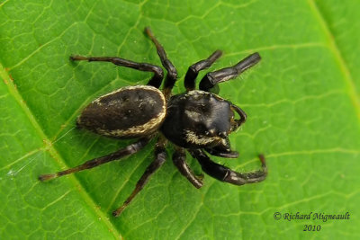 Jumping spider - Eris militaris 6m10