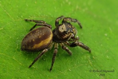 Jumping spider - Eris sp probably 2m10
