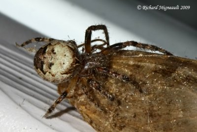 Orb Weaver - Furrow spiders sp m9