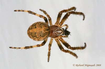 Orb Weaver - Larinioides sclopetarius - Gray Cross Spider 1m8