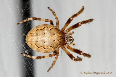 Orb Weaver - Larinioides sclopetarius - Gray Cross Spider 2m8
