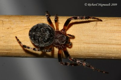 Orb Weaver - Larinioides sclopetarius - Gray Cross Spider 3m9