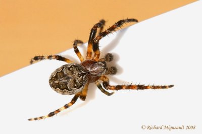 Orb Weaver - Larinioides sclopetarius - Gray Cross Spider 4m8