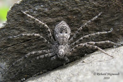 Running Crab Spider - Philodromus praelustris 1m10