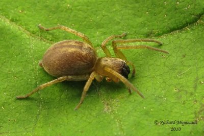 Sac Spider - Clubiona canadensis 1m10