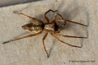 Sac Spider - Clubiona canadensis 2m9