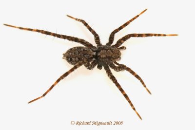 Wolf Spider - Pardosa milvina 1m8