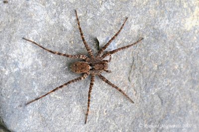 Wolf spiders