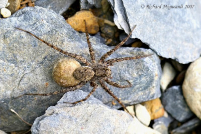 Wolf Spider - Pardosa milvina female with egg sac m7