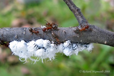 Aphid - Paraprociphilus tessellatus - Puceron lanigre de laulne 1m8