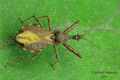 Assassin Bug - Sinea diadema 3m10