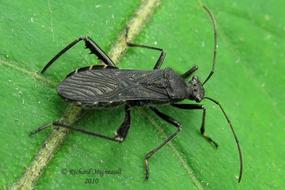 Broad-headed Bug - Alydus eurinus 2m10