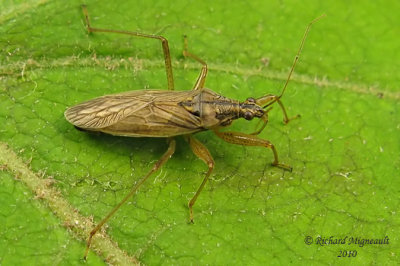 Damsel Bug - Nabis sp1 1m10