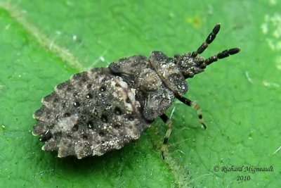 Flat bug - Aradus sp m10