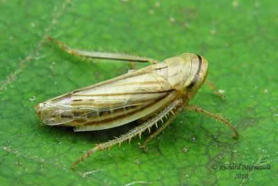 Leafhopper - Athysanus argentarius - Silver Leafhopper 1m10