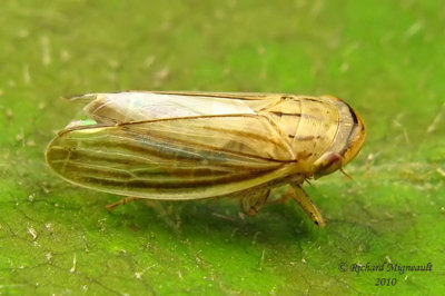 Leafhopper - Athysanus argentarius - Silver Leafhopper 2m10