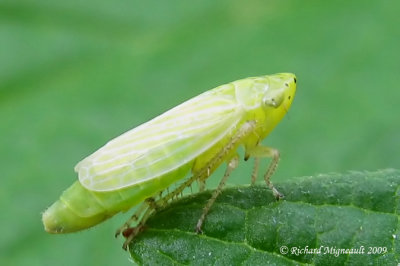 Leafhopper - Graphocraerus ventralis m9