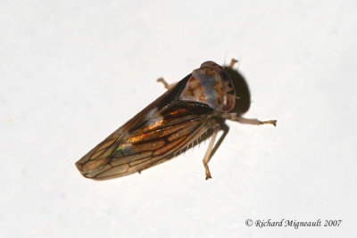 Leafhopper - Idiocerus formosus m7