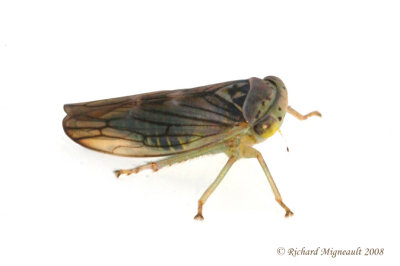 Leafhopper - Idiocerus venosus m8