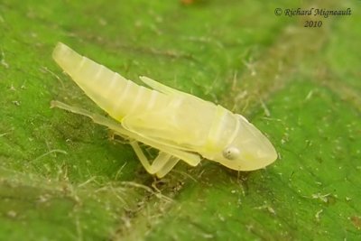Leafhopper nymph 1 m10
