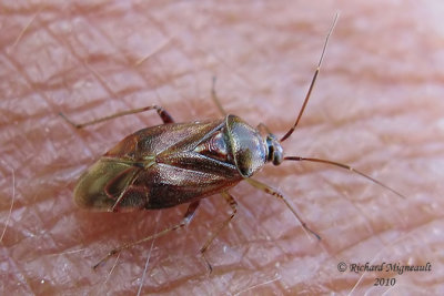 Plant bug - Deraeocoris sp m10