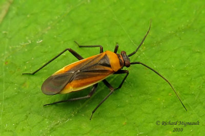 Plant bug - Lopidea sp 1m10