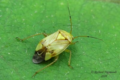 Plant bug - Lygus lineolaris 2m10
