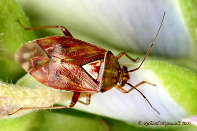 Plant Bug - Lygus lineolaris - Tarnished Plant Bug 2m5