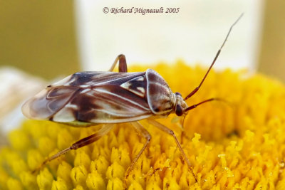 Plant Bug - Lygus lineolaris - Tarnished Plant Bug 3m5