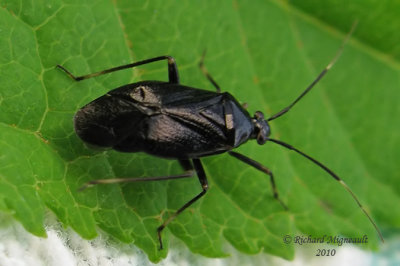 Plant bug - Metriorrhynchomiris dislocatus m10