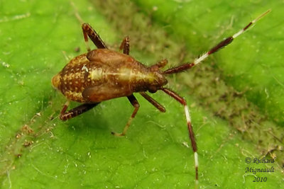 Plant Bug - Neurocolpus nymph sp m10