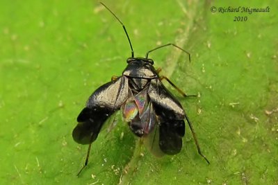 Plant bug - Slaterocoris sp 4 m10