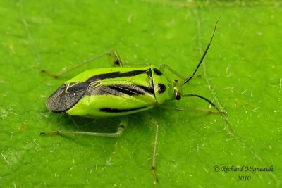 Plant bug - Poecilocapsus lineatus - Four-lined Plant Bug 2m10