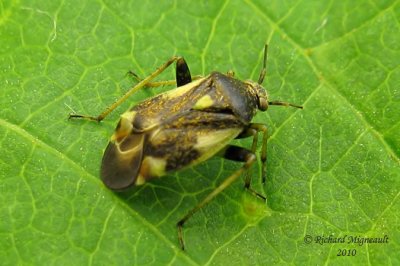 Plant bug - Polymerus unifasciatus 1m10