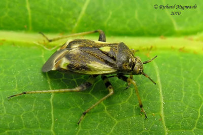 Plant bug - Polymerus unifasciatus 2m10