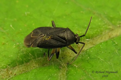 Plant bug - Polymerus opacus m10