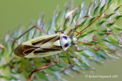 Plant Bug - Stenotus binotatus - Two-spotted Grass Bug 1m5