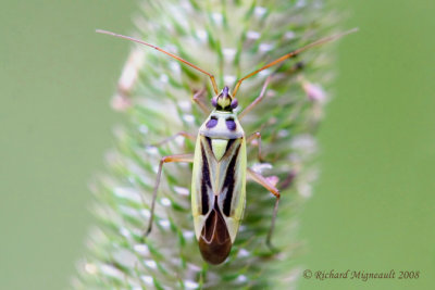 Plant Bug - Stenotus binotatus - Two-spotted Grass Bug 2m8