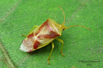 Shield Bug - Elasmostethus cruciatus - Red-Cross Shield Bug 3m10