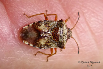 Shield Bug - Elasmucha lateralis 1m10