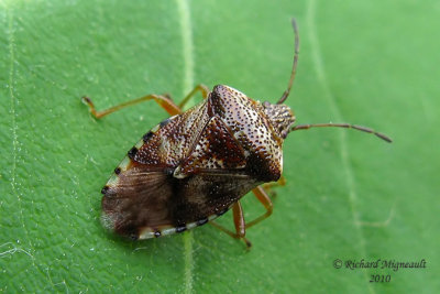 Shield Bug - Elasmucha lateralis 2m10