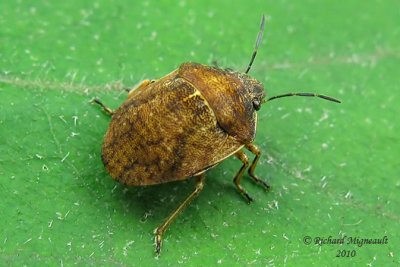 Shield-backed Bug - Homaemus aeneifrons 2m10