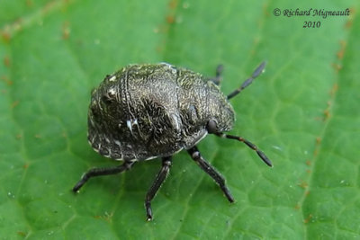 Shield-backed Bug - nymph 1a m10
