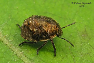 Shield-backed Bug - nymph 1b m10
