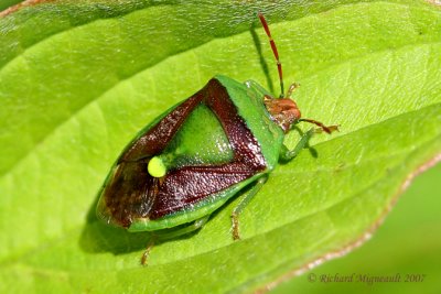 Stink Bugs