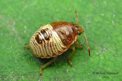 Stink bug - Banasa nymph sp 2m10